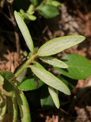Rhododendron groenlandicum