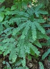 Adiantum pedatum