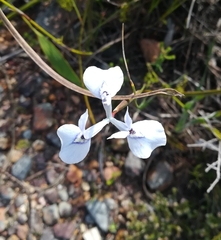 Moraea tripetala