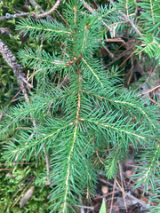 Picea rubens