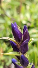 Gentiana affinis