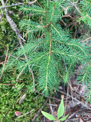 Picea rubens