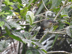 Coccyzus longirostris