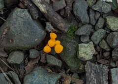 Cantharellus minor