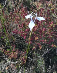 Moraea tripetala
