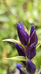 Gentiana affinis