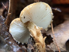 Cystoderma amianthinum