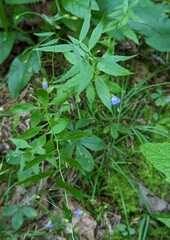 Campanula divaricata