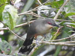 Coccyzus longirostris