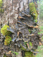 Pseudocyphellaria holarctica