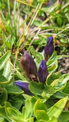 Gentiana affinis