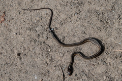 Thamnophis saurita