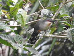 Coccyzus longirostris