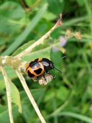 Labidomera clivicollis