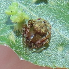 Eriovixia