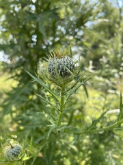 Cirsium discolor