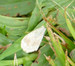 Protodeltote albidula