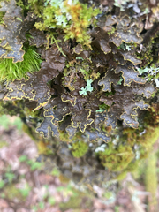 Pseudocyphellaria holarctica