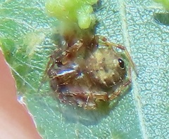 Eriovixia