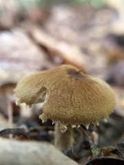 Cystoderma amianthinum