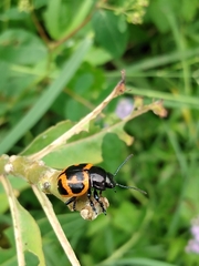 Labidomera clivicollis