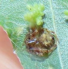 Eriovixia