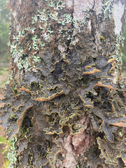 Pseudocyphellaria holarctica