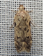 Chionodes obscurusella