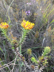 Oedera capensis