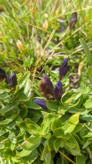 Gentiana affinis