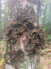Pseudocyphellaria holarctica