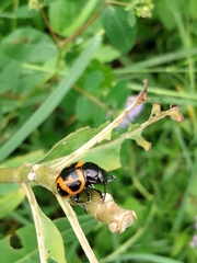 Labidomera clivicollis