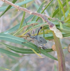 Leptoglossus oppositus