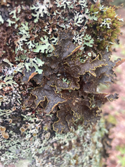 Pseudocyphellaria holarctica