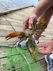 Homarus americanus