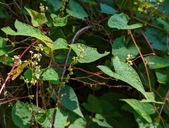 Fallopia cilinodis