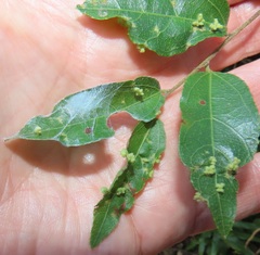 Eriovixia