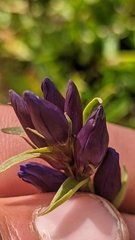 Gentiana affinis