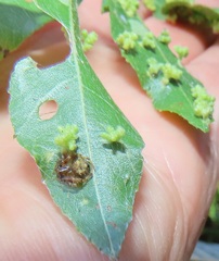 Eriovixia