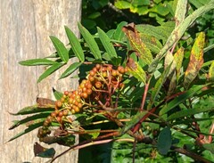 Sorbus americana