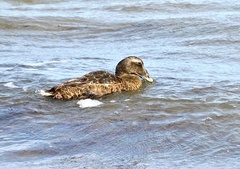 Somateria mollissima