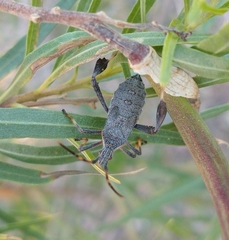 Leptoglossus oppositus