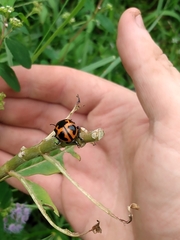 Labidomera clivicollis