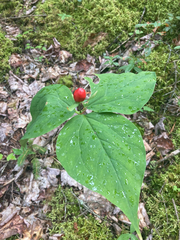 Trillium undulatum