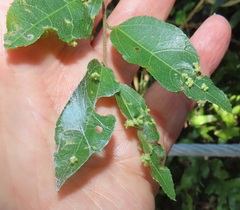 Eriovixia