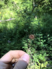 Geum laciniatum