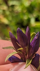 Gentiana affinis