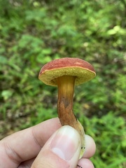 Hortiboletus