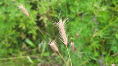 Poaceae