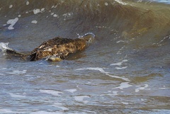 Somateria mollissima